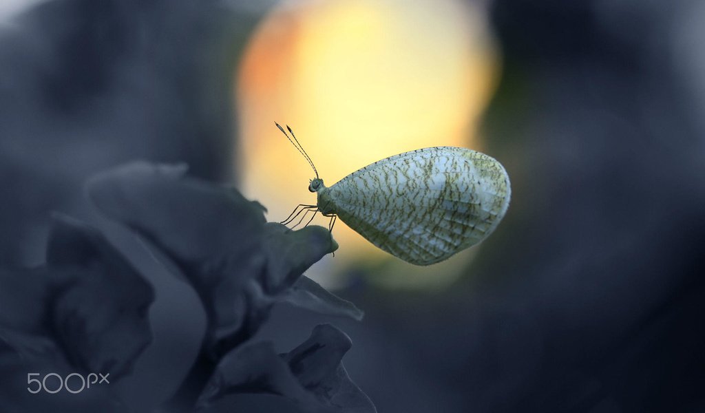 Обои насекомое, цветок, бабочка, крылья, alfian ismail, insect, flower, butterfly, wings разрешение 2000x1333 Загрузить