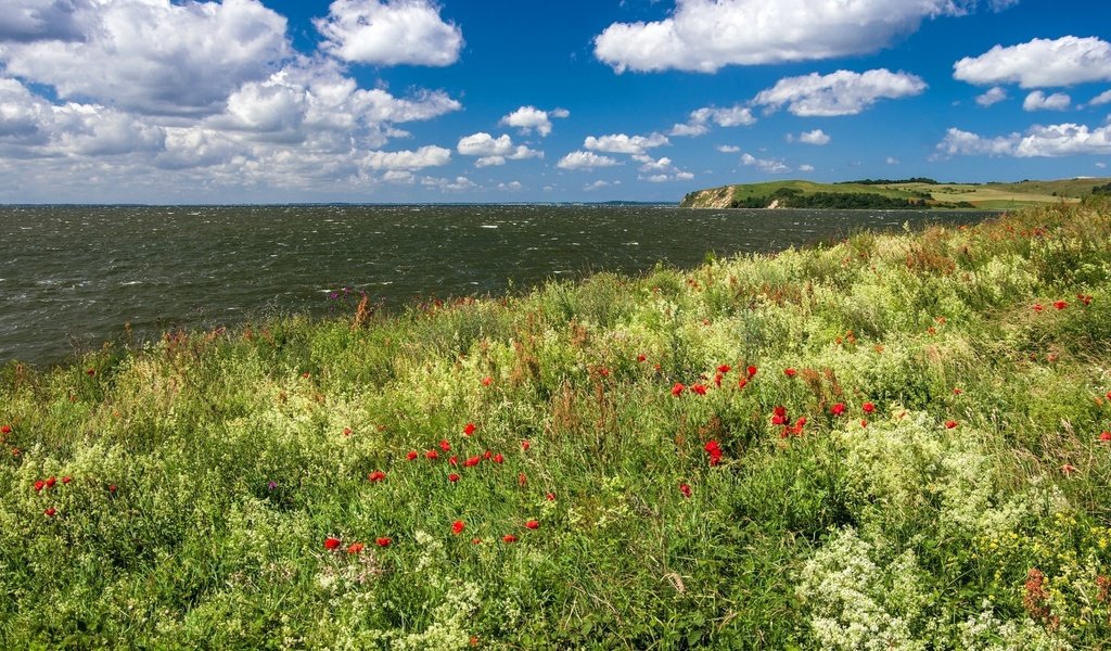 Обои небо, цветы, облака, берег, море, the sky, flowers, clouds, shore, sea разрешение 1920x1080 Загрузить