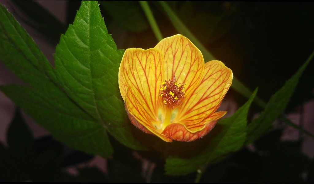 Обои листья, цветок, лепестки, абутилон, комнатный клен, leaves, flower, petals, abutilon, maple room разрешение 4110x2329 Загрузить