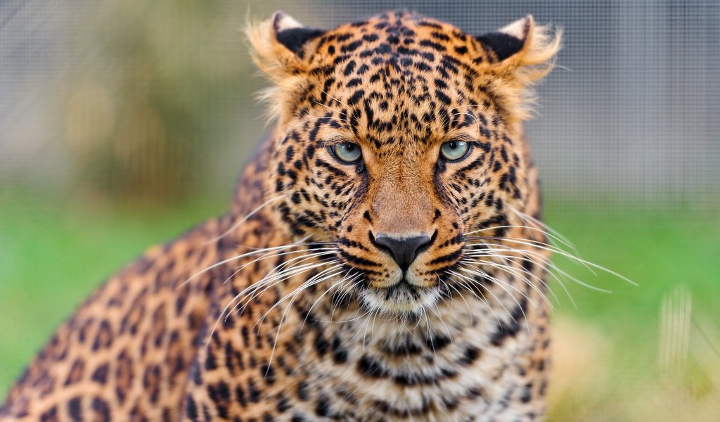 Обои морда, взгляд, леопард, хищник, дикая кошка, face, look, leopard, predator, wild cat разрешение 4043x2695 Загрузить