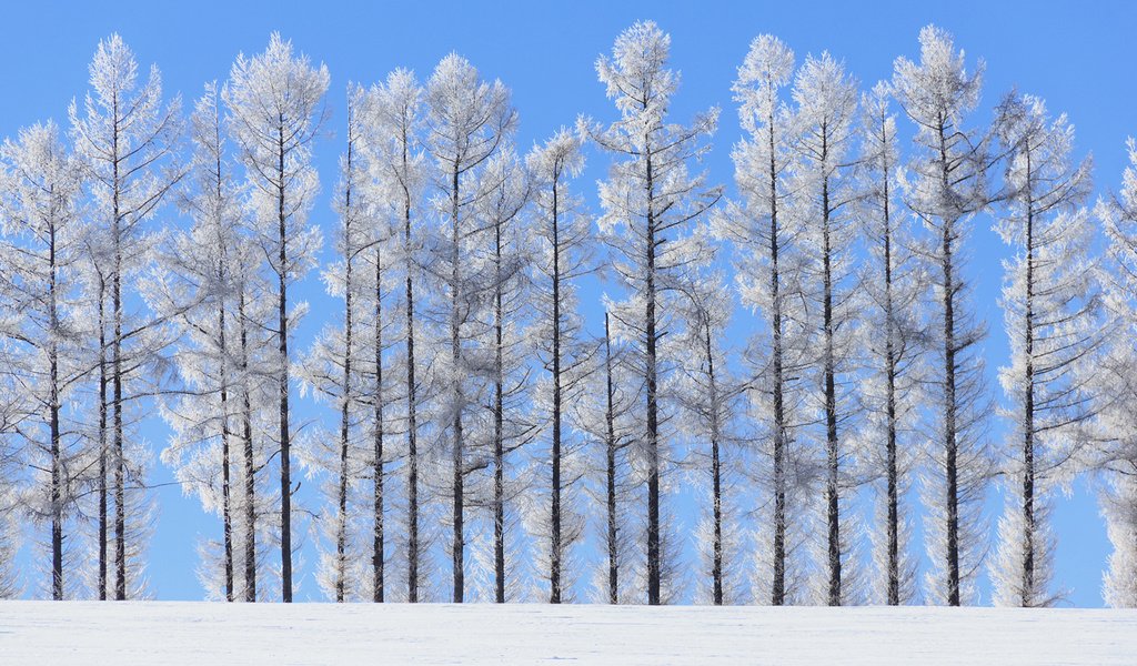 Обои небо, деревья, природа, зима, пейзаж, стволы, norihiko araki, the sky, trees, nature, winter, landscape, trunks разрешение 1920x1200 Загрузить