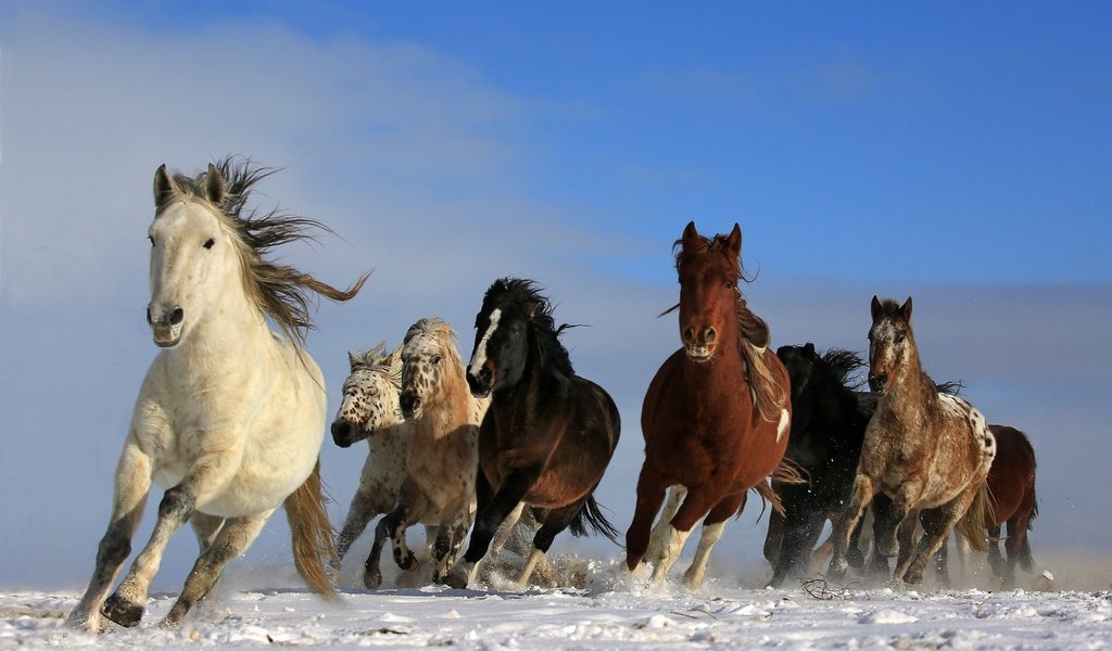 Обои небо, снег, природа, животные, лошади, кони, грива, бег, the sky, snow, nature, animals, horse, horses, mane, running разрешение 2048x1463 Загрузить