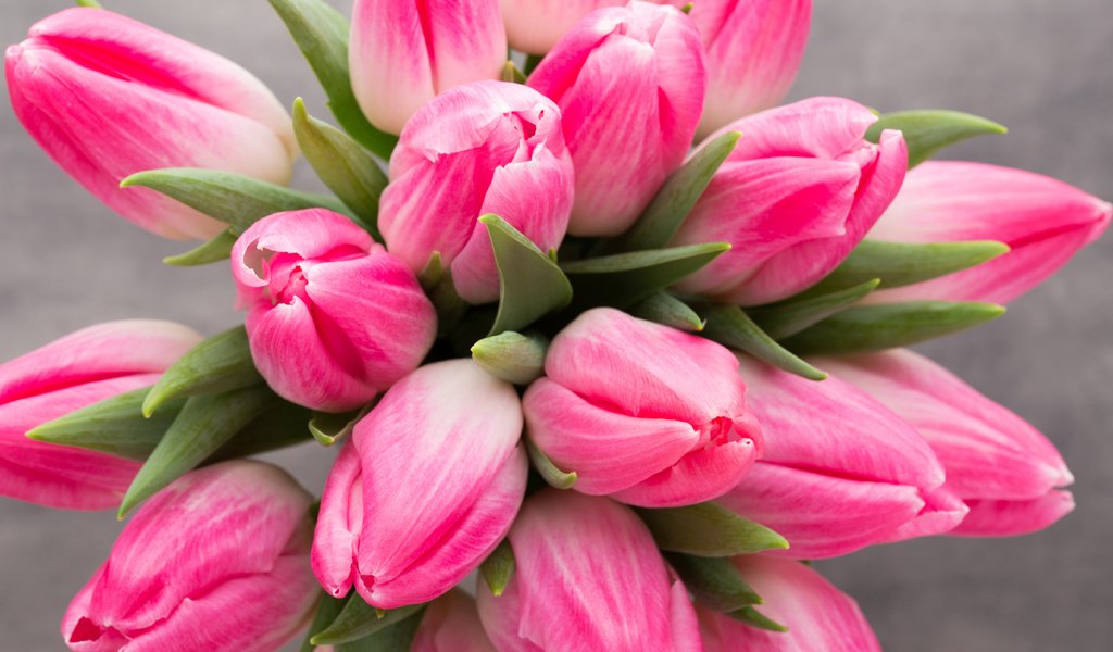Обои цветы, бутоны, весна, букет, тюльпаны, розовые, flowers, buds, spring, bouquet, tulips, pink разрешение 5472x3648 Загрузить