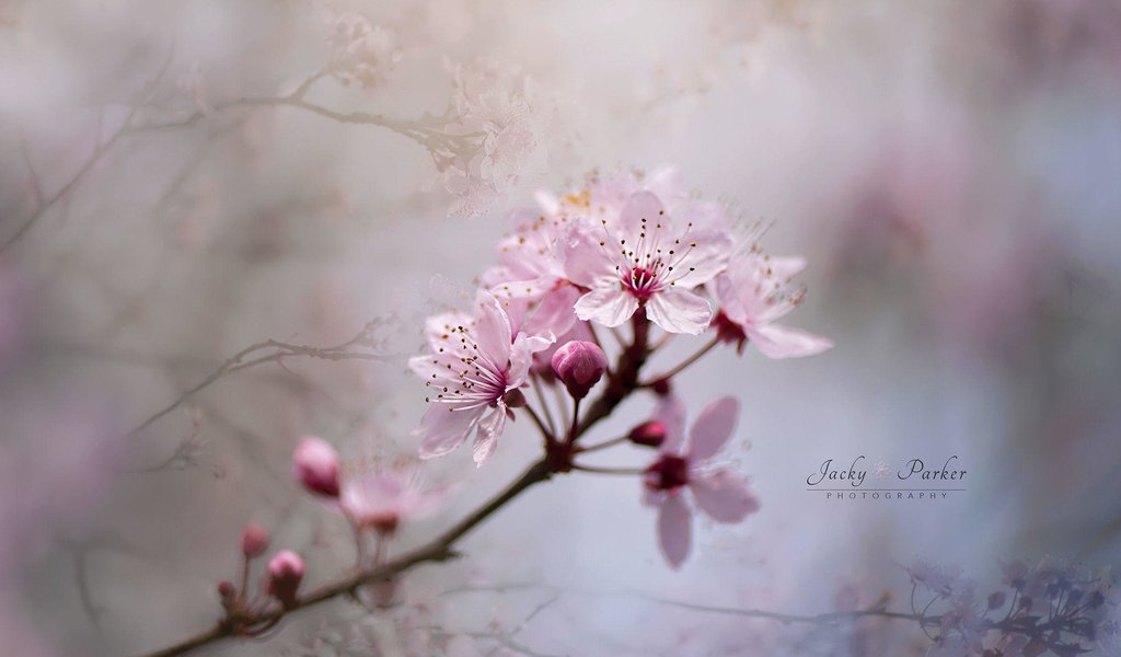 Обои ветка, цветение, весна, вишня, jacky parker, branch, flowering, spring, cherry разрешение 2000x1333 Загрузить