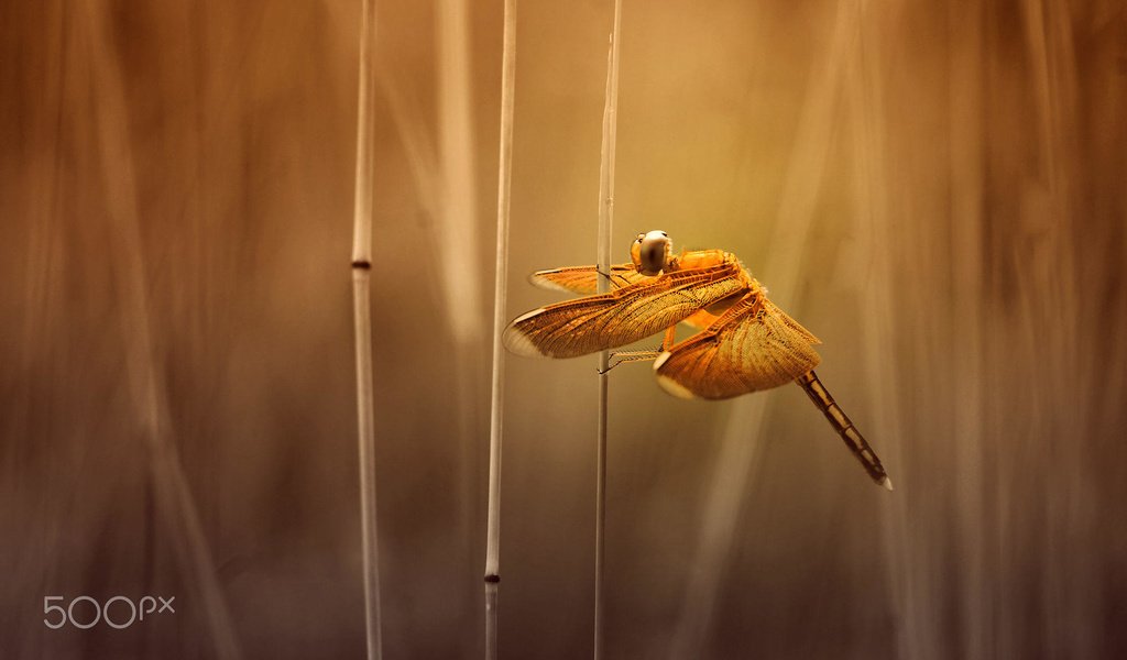 Обои трава, насекомое, крылья, размытость, стрекоза, стебли, alfian ismail, grass, insect, wings, blur, dragonfly, stems разрешение 2000x1333 Загрузить