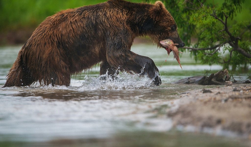 Обои морда, вода, лапы, медведь, рыба, рыбалка, александр маркелов, face, water, paws, bear, fish, fishing, alexander markelov разрешение 1920x1280 Загрузить