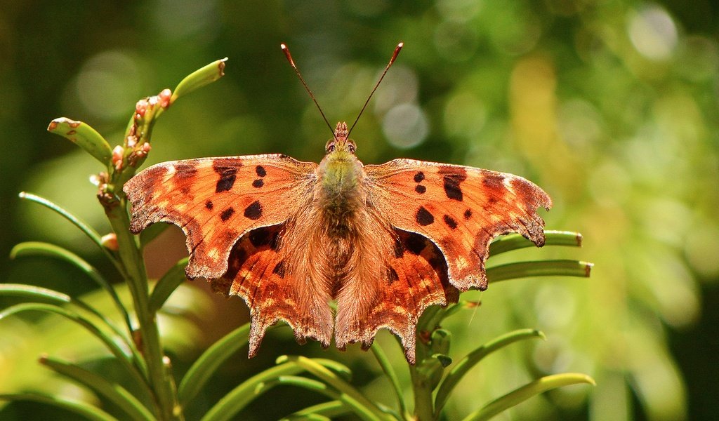 Обои растения, насекомое, бабочка, крылья, боке, нимфалида, polygonia comma, plants, insect, butterfly, wings, bokeh, nymphalid разрешение 2048x1365 Загрузить