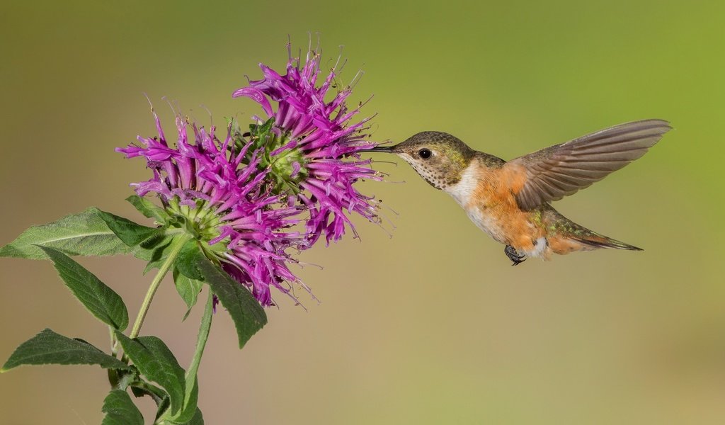 Обои цветок, крылья, птица, клюв, колибри, охристый колибри, flower, wings, bird, beak, hummingbird, buffy hummingbird разрешение 2048x1152 Загрузить