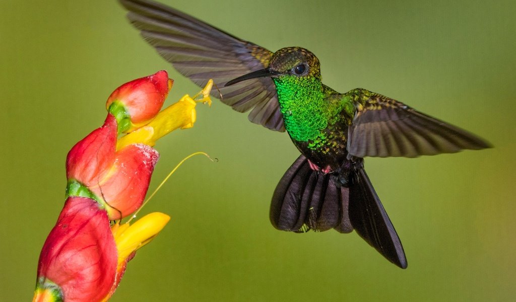 Обои цветок, крылья, птица, клюв, колибри, колибри-халибура, flower, wings, bird, beak, hummingbird, hummingbird-chalybura разрешение 2048x1307 Загрузить