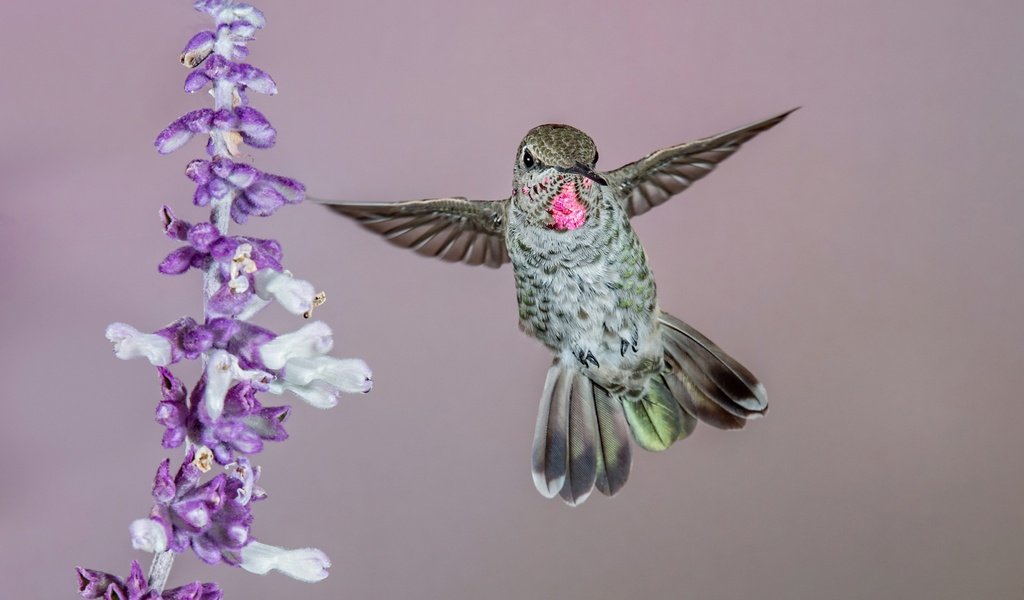 Обои цветок, крылья, птица, колибри, калипта анны, flower, wings, bird, hummingbird, calypte anna разрешение 2048x1216 Загрузить