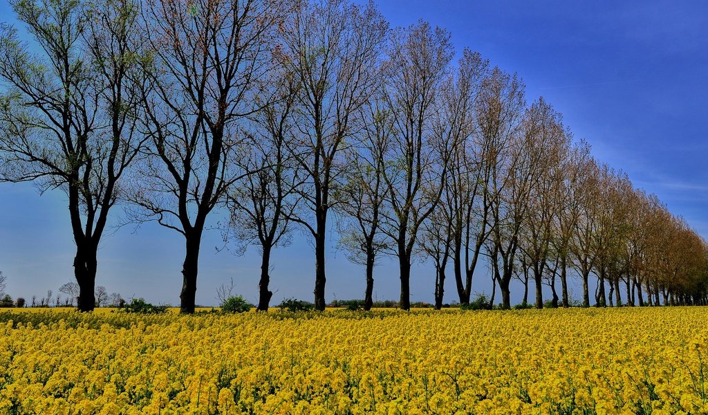 Обои небо, цветы, деревья, поле, стволы, the sky, flowers, trees, field, trunks разрешение 2048x1152 Загрузить