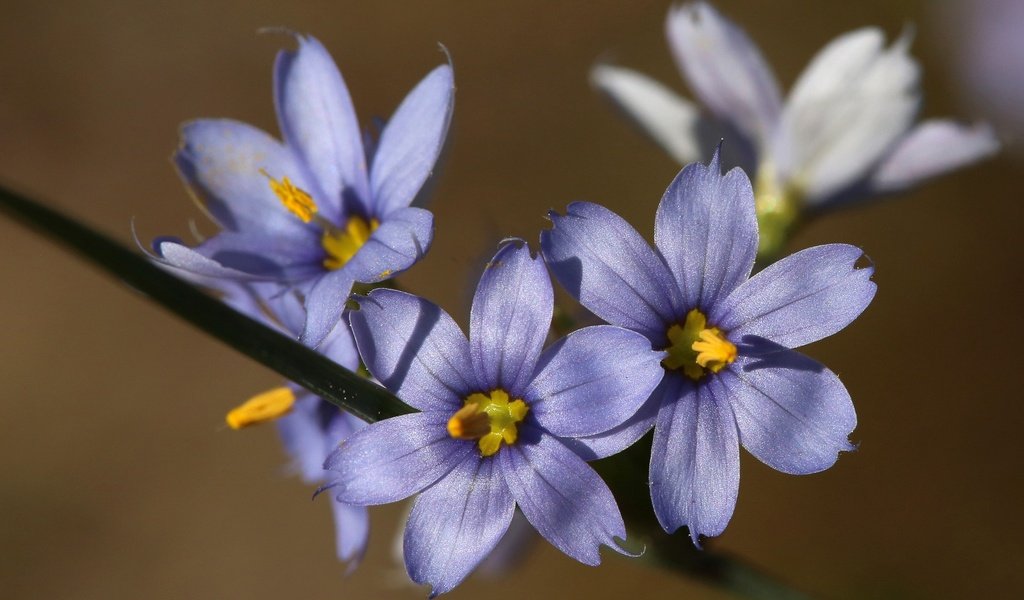 Обои цветы, макро, фон, размытость, сиреневые, голубоглазка, flowers, macro, background, blur, lilac, blue eyes разрешение 2048x1365 Загрузить