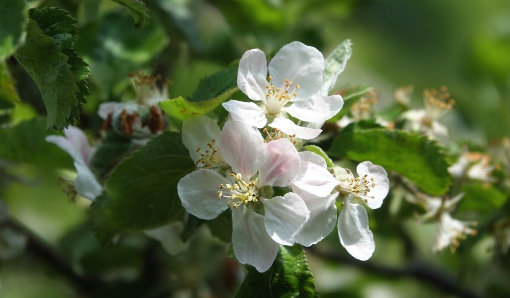 Обои цветы, дерево, цветение, листья, ветки, весна, боке, flowers, tree, flowering, leaves, branches, spring, bokeh разрешение 5472x3648 Загрузить