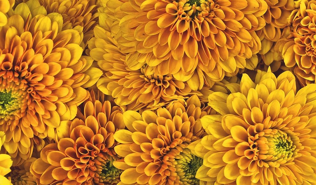 Обои цветы, фон, лепестки, хризантемы, желтые цветы, flowers, background, petals, chrysanthemum, yellow flowers разрешение 2048x1357 Загрузить