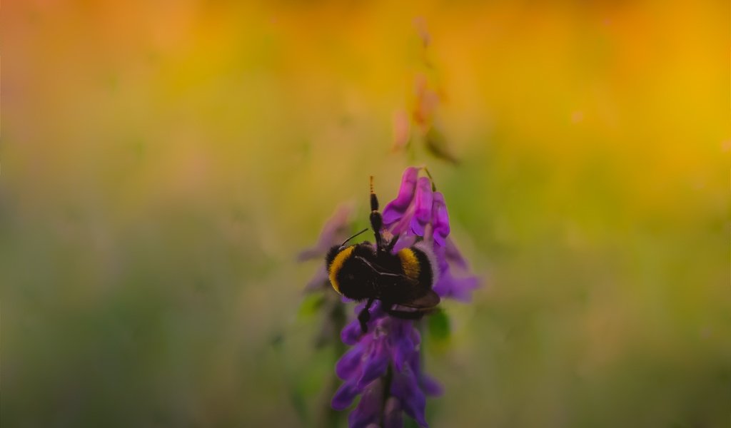 Обои насекомое, фон, размытость, растение, пчела, insect, background, blur, plant, bee разрешение 2798x1749 Загрузить