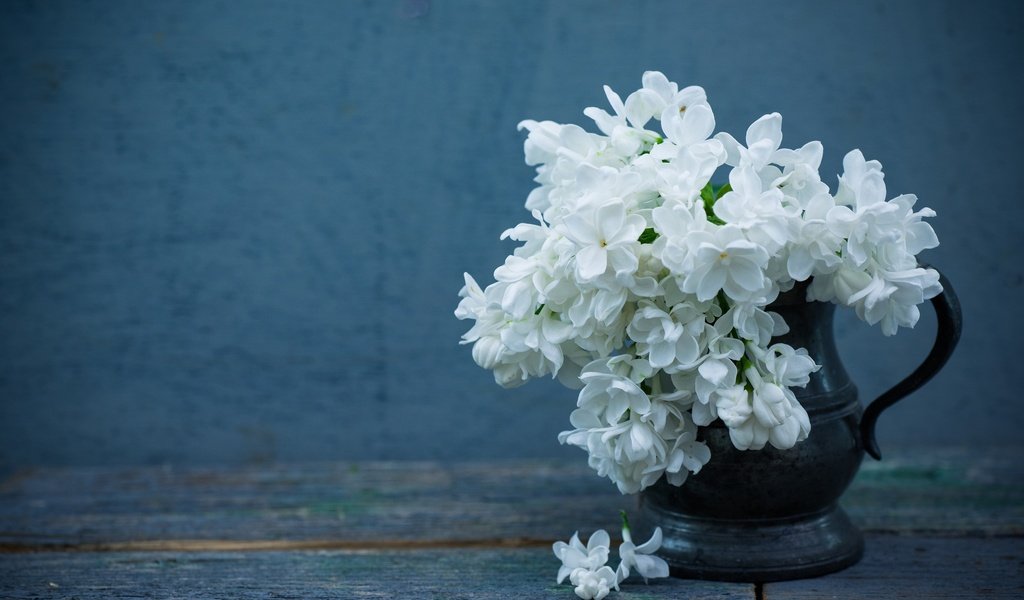 Обои цветы, фон, лепестки, кувшин, сирень, белая сирень, flowers, background, petals, pitcher, lilac, white lilac разрешение 2048x1367 Загрузить