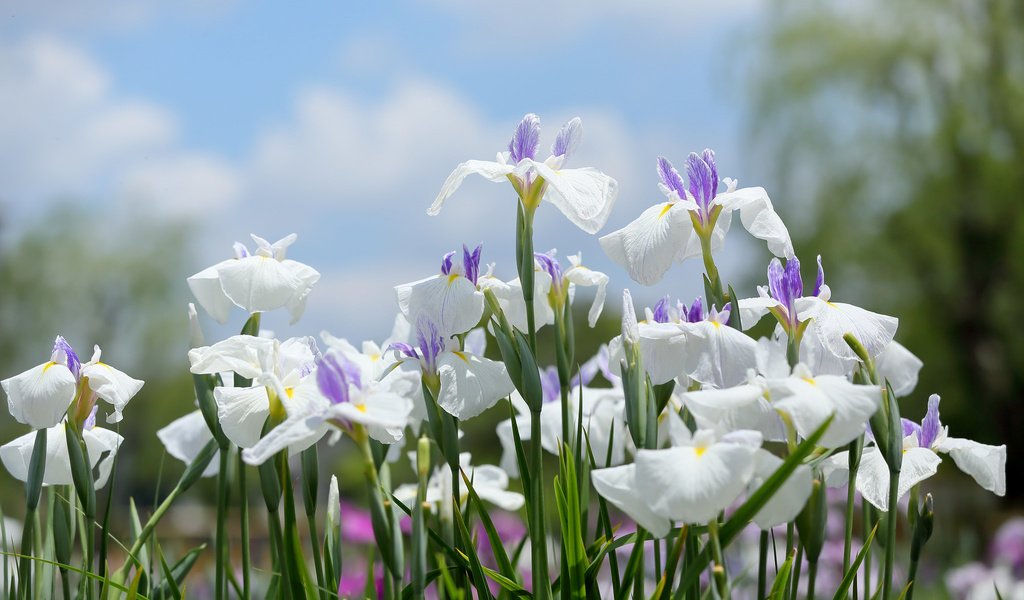 Обои цветение, белые, много, ирисы, flowering, white, a lot, irises разрешение 2048x1365 Загрузить