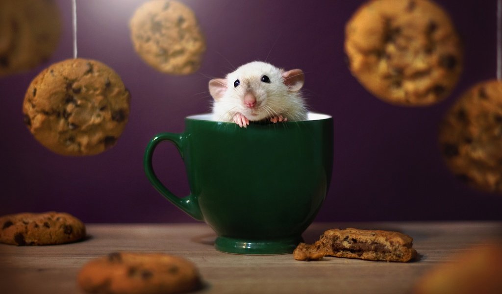 Обои морда, взгляд, кружка, мышь, печенье, мышка, крыска, face, look, mug, mouse, cookies, rat разрешение 2048x1365 Загрузить