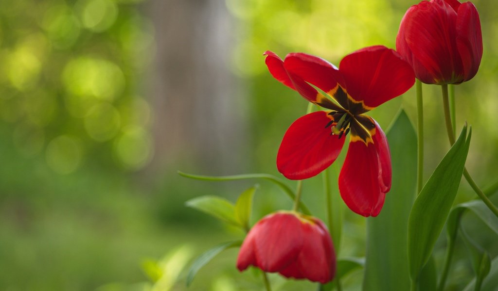 Обои цветы, лепестки, бутон, тюльпаны, боке, красные тюльпаны, flowers, petals, bud, tulips, bokeh, red tulips разрешение 3840x2560 Загрузить