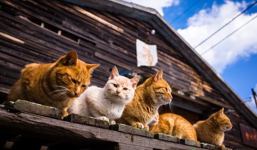 Обои небо, облака, усы, лето, взгляд, дом, коты, кошки, мордочки, faces, the sky, clouds, mustache, summer, look, house, cats разрешение 2048x1357 Загрузить