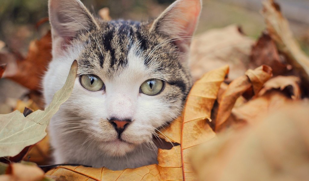 Обои листья, кот, мордочка, усы, кошка, взгляд, осень, leaves, cat, muzzle, mustache, look, autumn разрешение 2500x1661 Загрузить