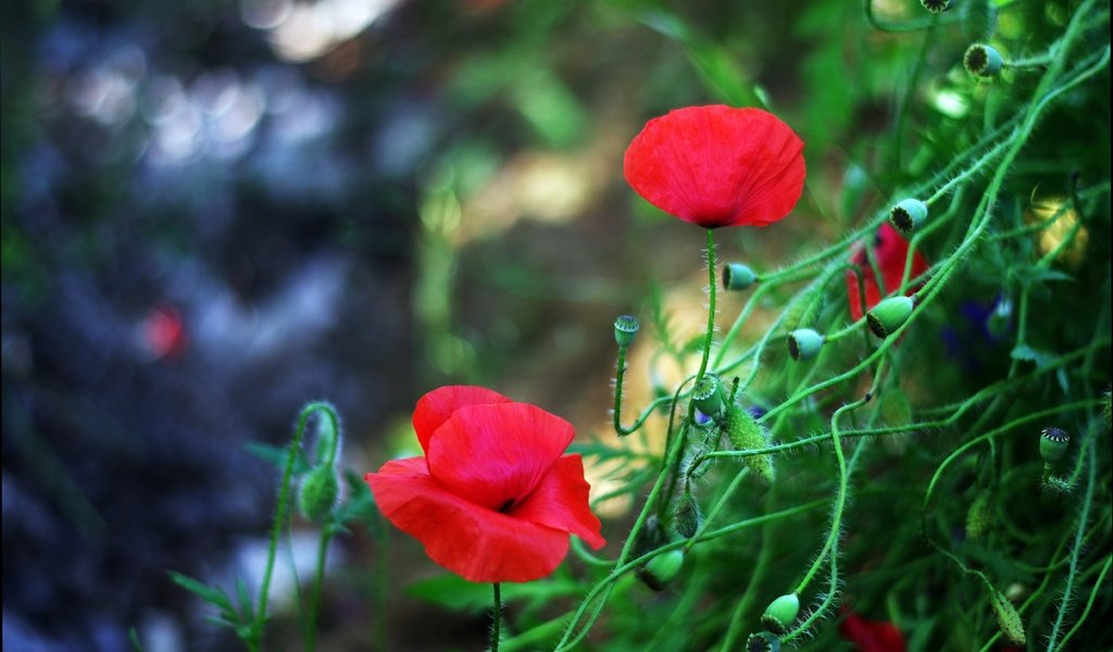 Обои цветы, бутоны, лепестки, красные, маки, размытость, стебли, flowers, buds, petals, red, maki, blur, stems разрешение 4941x3283 Загрузить