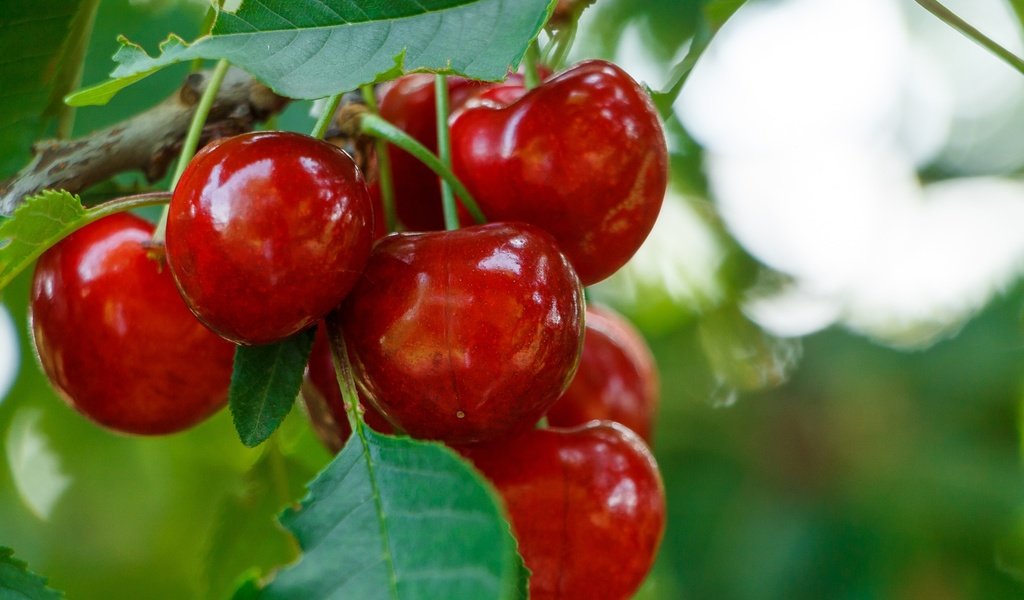 Обои ветка, листья, черешня, ягоды, вишня, branch, leaves, cherry, berries разрешение 2136x1424 Загрузить