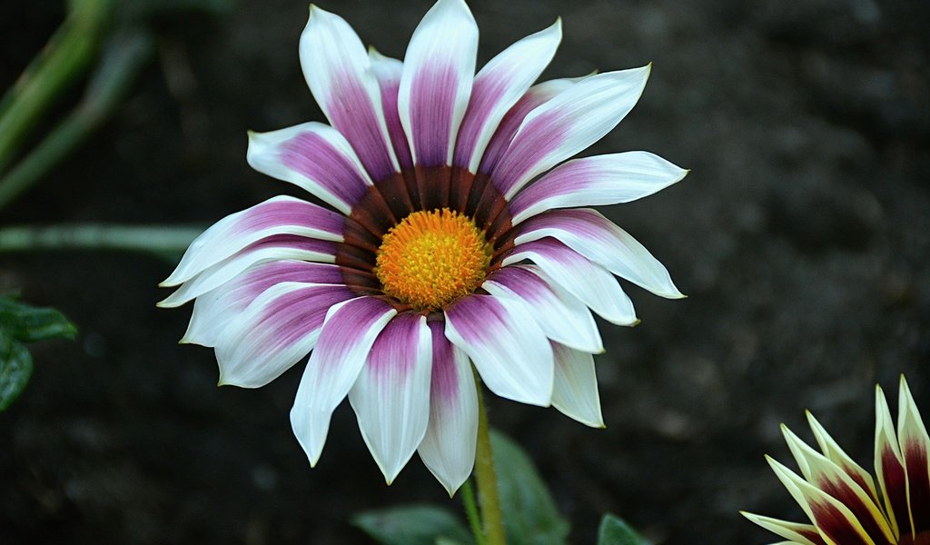 Обои макро, цветок, лепестки, газания, macro, flower, petals, gazania разрешение 6000x4000 Загрузить