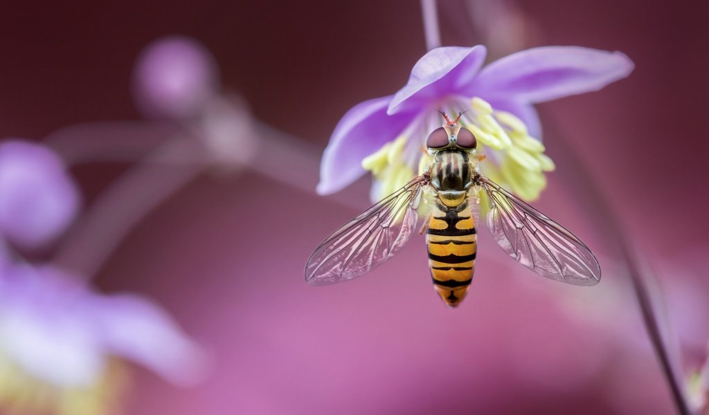 Обои макро, насекомое, цветок, размытость, муха, боке, журчалка, macro, insect, flower, blur, fly, bokeh, gorzalka разрешение 2048x1365 Загрузить