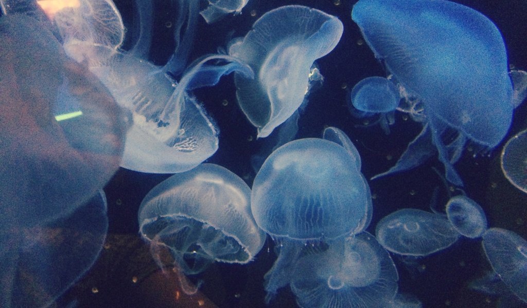 Обои макро, медузы, подводный мир, macro, jellyfish, underwater world разрешение 2588x1941 Загрузить