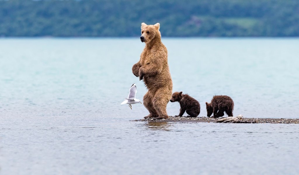 Обои вода, медведь, чайка, птица, медведица, медвежата, water, bear, seagull, bird, bears разрешение 2500x1667 Загрузить