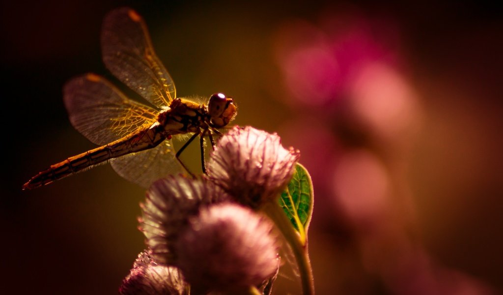 Обои цветы, макро, насекомое, крылья, размытость, стрекоза, flowers, macro, insect, wings, blur, dragonfly разрешение 4445x2804 Загрузить