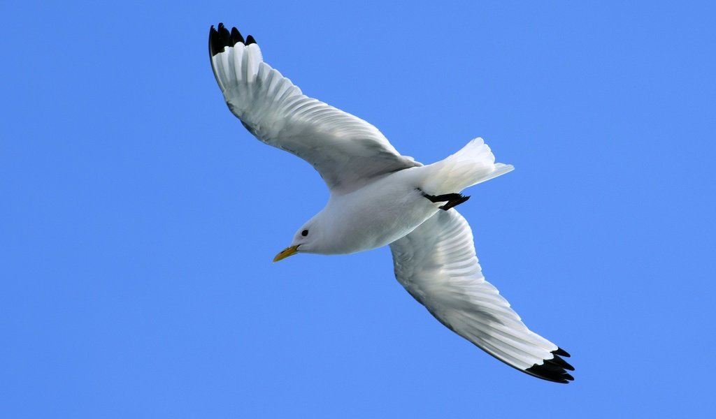 Обои небо, полет, крылья, чайка, птица, синева, the sky, flight, wings, seagull, bird, blue разрешение 3000x1987 Загрузить