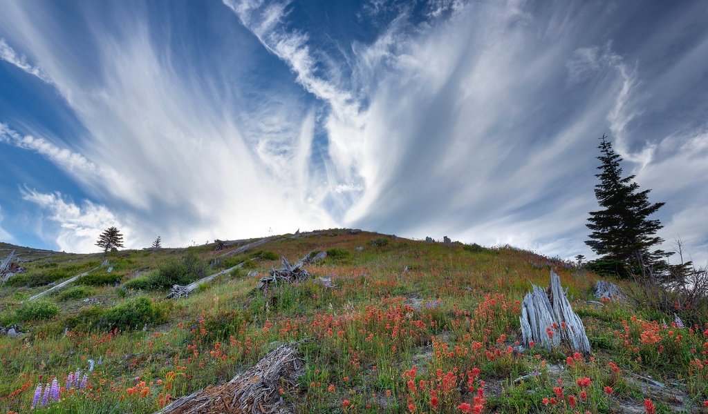 Обои небо, цветы, облака, гора, холм, полевые цветы, люпины, p matthews, the sky, flowers, clouds, mountain, hill, wildflowers, lupins разрешение 2048x1365 Загрузить