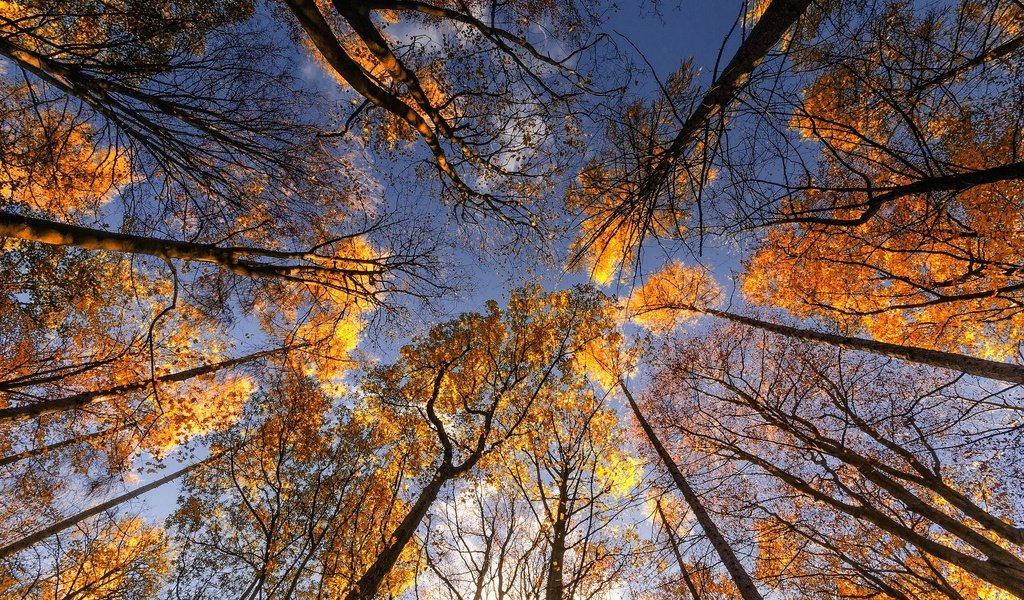Обои небо, деревья, листья, стволы, осень, the sky, trees, leaves, trunks, autumn разрешение 2048x1255 Загрузить