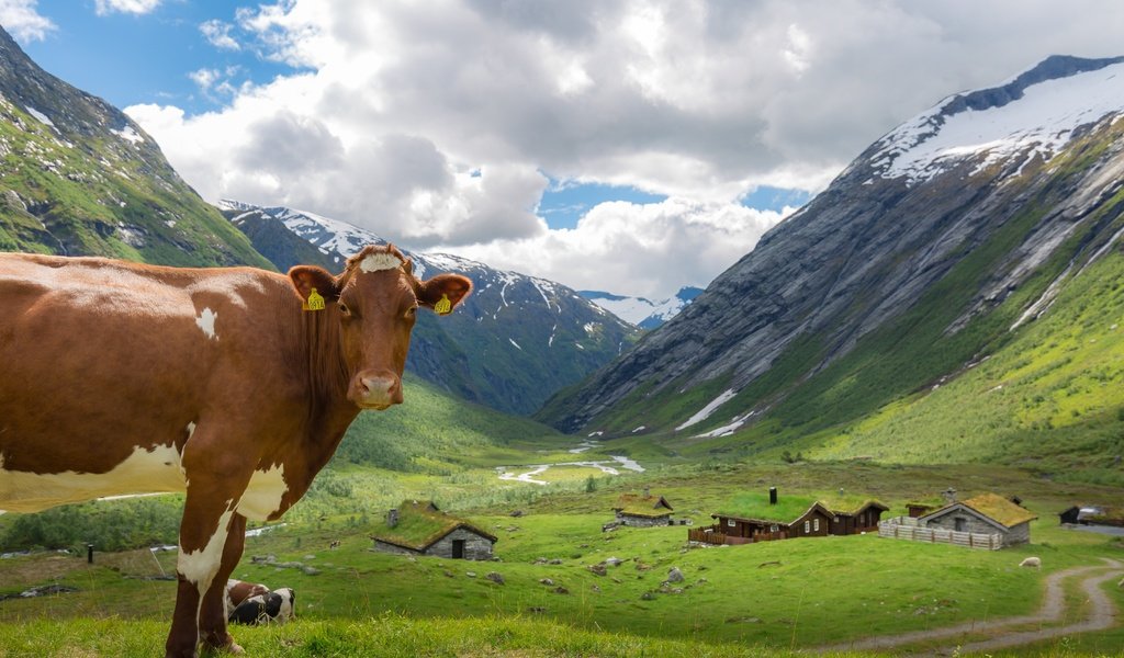 Обои небо, облака, горы, дома, корова, коровы, the sky, clouds, mountains, home, cow, cows разрешение 5760x3840 Загрузить