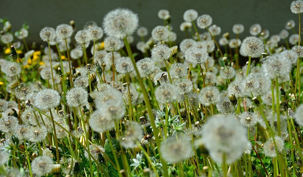 Обои цветы, стебли, семена, одуванчики, пух, пушинки, былинки, flowers, stems, seeds, dandelions, fluff, fuzzes, blade разрешение 6000x4000 Загрузить