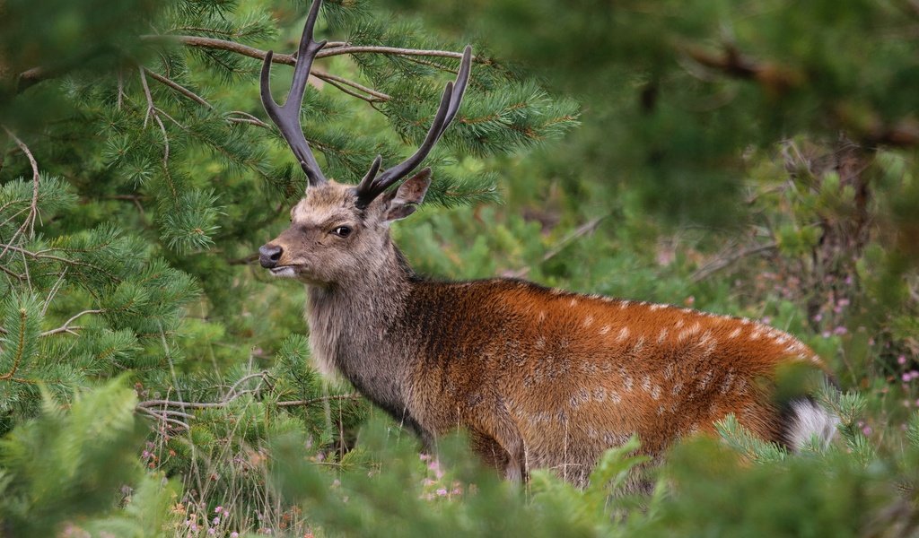 Обои растения, олень, рога, plants, deer, horns разрешение 2048x1366 Загрузить