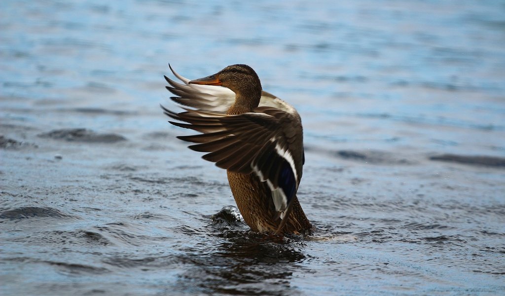 Обои озеро, крылья, птица, перья, озёра, утка, lake, wings, bird, feathers, duck разрешение 1920x1280 Загрузить