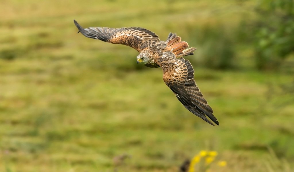 Обои полет, крылья, хищник, птица, коршун, красный коршун, flight, wings, predator, bird, kite, red kite разрешение 2048x1336 Загрузить