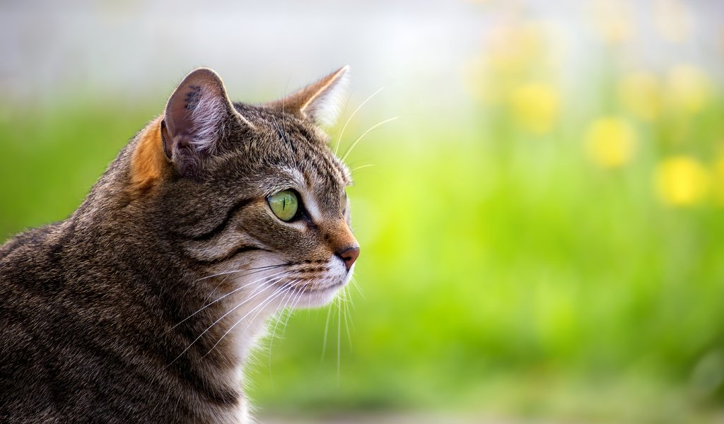 Обои портрет, кот, мордочка, усы, кошка, взгляд, профиль, portrait, cat, muzzle, mustache, look, profile разрешение 5472x3648 Загрузить