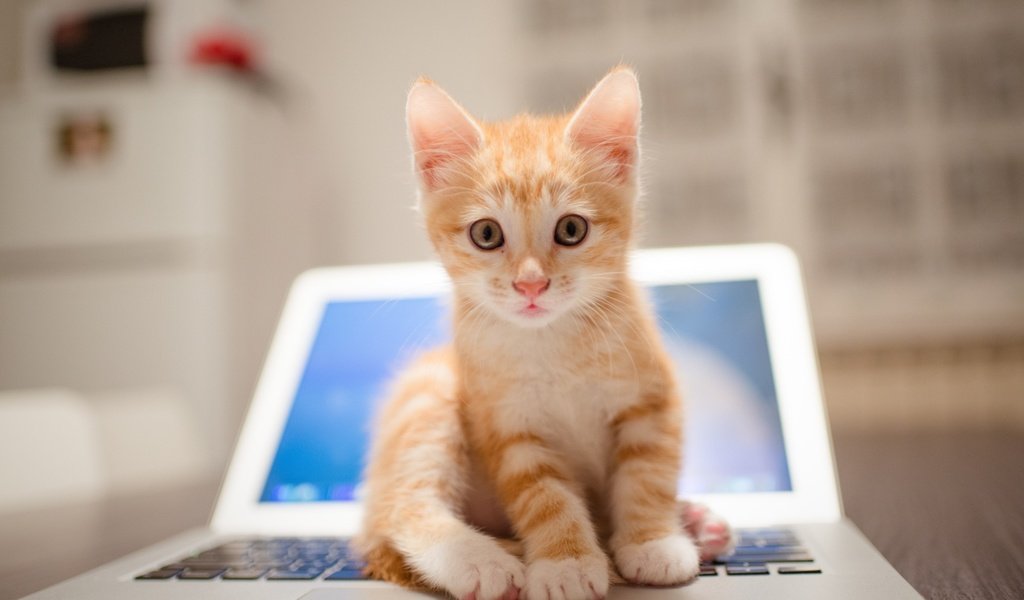 Обои кот, мордочка, усы, кошка, взгляд, котенок, размытость, ноутбук, рыжий котенок, ginger kitten, cat, muzzle, mustache, look, kitty, blur, laptop разрешение 1920x1080 Загрузить