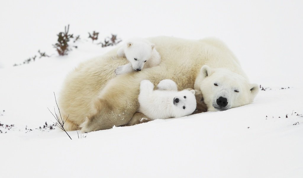 Обои снег, медведи, белые медведи, медведица, медвежата, полярные медведи, snow, bears, polar bears, bear разрешение 2560x1681 Загрузить