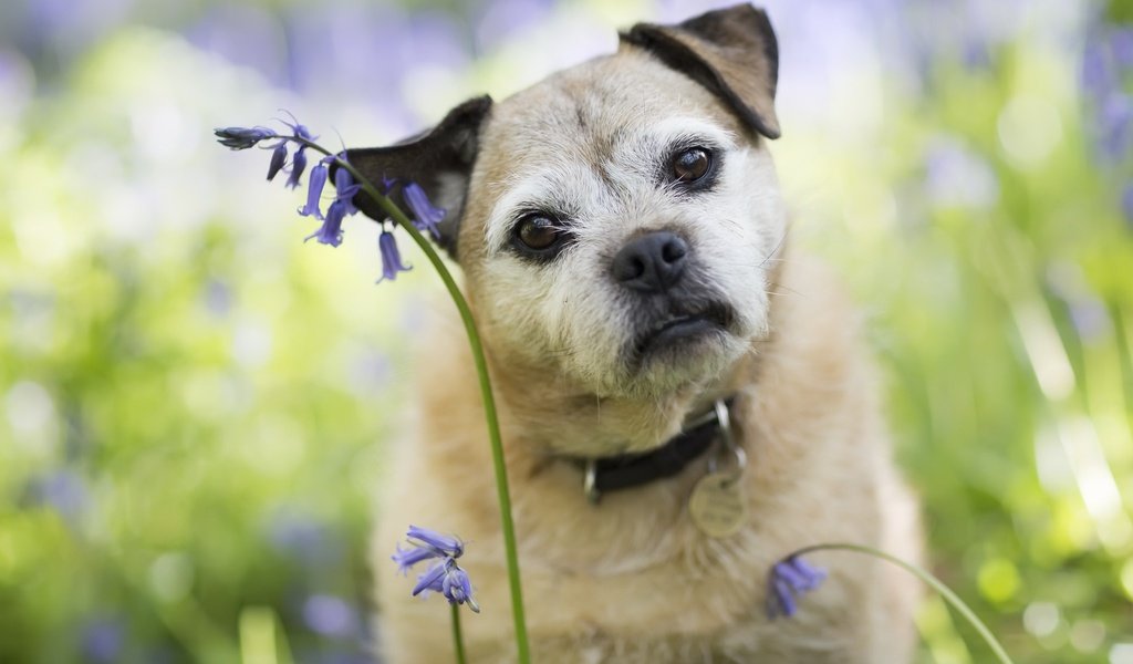 Обои цветы, мордочка, взгляд, собака, друг, ошейник, flowers, muzzle, look, dog, each, collar разрешение 2048x1303 Загрузить