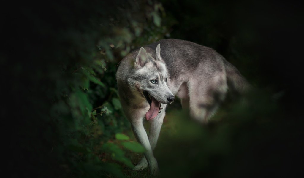 Обои природа, фон, собака, хаски, язык, боке, nature, background, dog, husky, language, bokeh разрешение 5581x3760 Загрузить