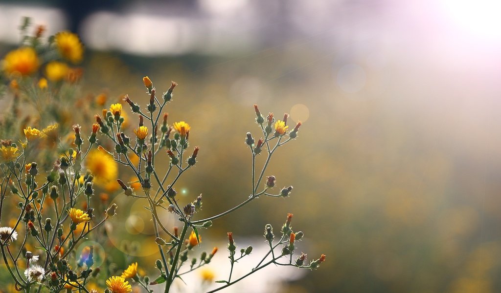 Обои солнце, блики, полевые цветы, цветочки, стебельки, the sun, glare, wildflowers, flowers, stems разрешение 1920x1280 Загрузить
