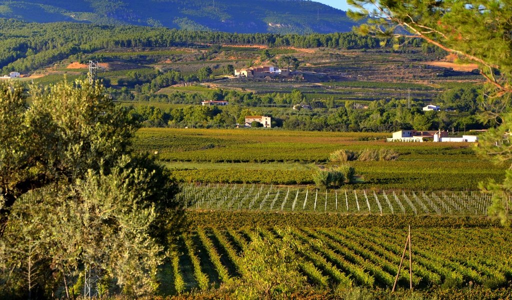 Обои солнце, зелень, поля, плантации, испания, sant martí sarroca, the sun, greens, field, plantation, spain разрешение 3000x2000 Загрузить