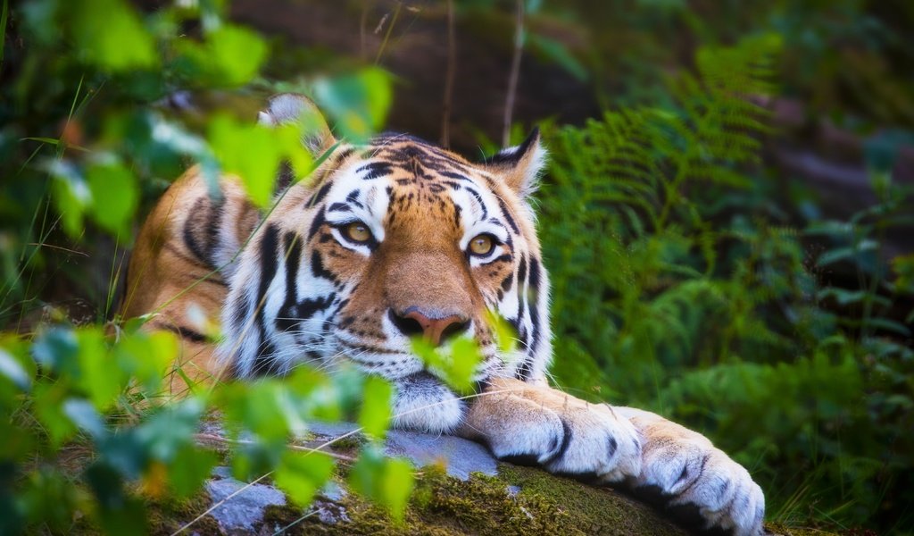 Обои тигр, дикая кошка, морда, боке, лес, амурский тигр, лето, взгляд, размытость, хищник, отдых, tiger, wild cat, face, bokeh, forest, the amur tiger, summer, look, blur, predator, stay разрешение 5582x3721 Загрузить