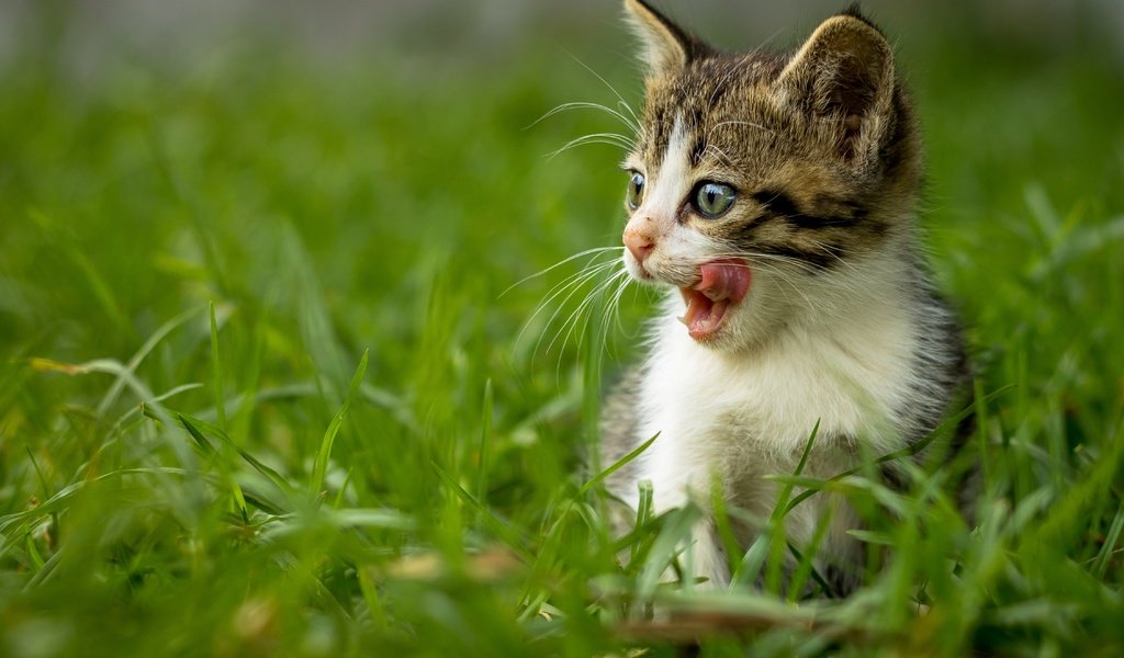 Обои трава, кот, мордочка, усы, кошка, взгляд, котенок, язык, grass, cat, muzzle, mustache, look, kitty, language разрешение 4501x3001 Загрузить
