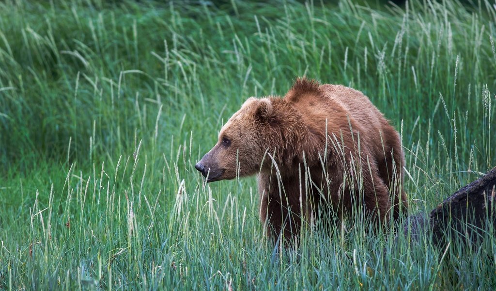 Обои трава, природа, медведь, сша, аляска, бурый медведь, grass, nature, bear, usa, alaska, brown bear разрешение 2048x1152 Загрузить